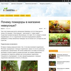 Почему помидоры в магазине невкусные? — Ботаничка.ru