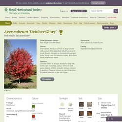 Red maple 'October Glory'/RHS Gardening