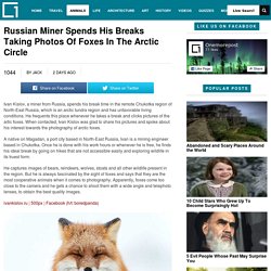 Russian Miner Spends His Breaks Taking Photos Of Foxes In The Arctic CircleOnemorepost