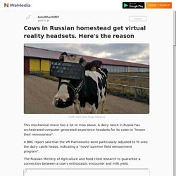 Cows in Russian homestead get virtual reality headsets. Here's the reason