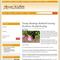 Turnip, Rutabaga, Kohlrabi Growing Problems: Troubleshooting