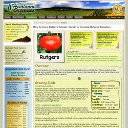 Guide to Growing Rutgers Tomatoes