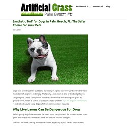 Safety Benefits of Synthetic Turf for Dogs in Palm Beach, FL