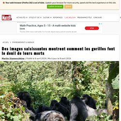 Des images saisissantes montrent comment les gorilles font le deuil de leurs morts