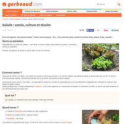 Salade : semis, culture et récolte