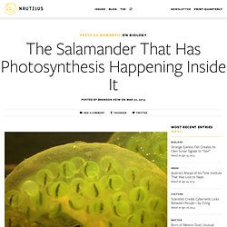 The Salamander That Has Photosynthesis Happening Inside It