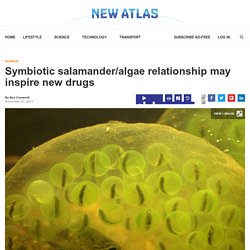 Symbiotic salamander/algae relationship may inspire new drugs