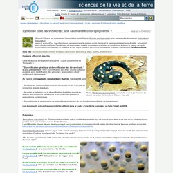 sciences de la vie et de la Terre - Symbiose chez les vertébrés : une salamandre chlorophyllienne ?