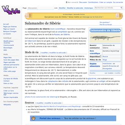 Salamandre de Sibérie