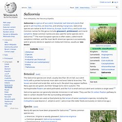 Salicornia - Wikipedia, the free encyclopedia - (Build 201004010