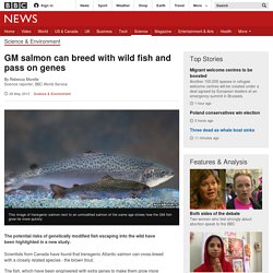 GM salmon can breed with wild fish and pass on genes