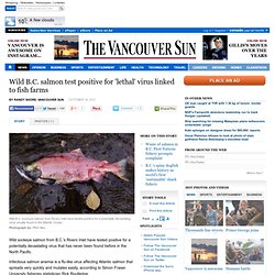 Wild B.C. salmon test positive for 'lethal' virus linked to fish farms