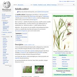 Salsifis cultivé