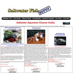 Saltwater aquarium crabs: Arrow , Emerald, Scarlet Hermit, Sallylightfoot, Blueleg, Porcelain, Decorator, Anemone, Horseshoe