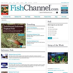 Saltwater Aquariums and Saltwater Fish Species from FishChannel.com