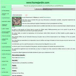 Yacon ou polymnia edulis ou samllanthus sonchifolius