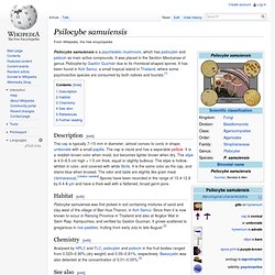 Psilocybe samuiensis