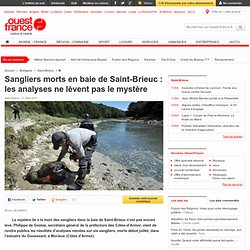 Sangliers morts en baie de Saint-Brieuc : les analyses ne lèvent pas le mystère - Saint-Brieuc