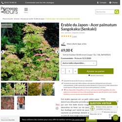 Érable du Japon Sangokaku ou Senkaki - Acer palmatum à bois rouge
