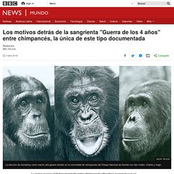 Los motivos detrás de la sangrienta "Guerra de los 4 años" entre chimpancés, la única de este tipo documentada - BBC News Mundo