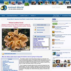 Yellow Leather Coral, Sarcophyton elegans, Soft Coral Information, Elegant Leather Coral Care and Coral Pictures