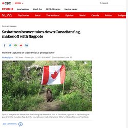Saskatoon beaver steals Canadian flag, makes dinner out of flag pole