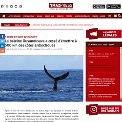 4 mois de suivi satellitaire : La baleine Ousanousava a cessé d'émettre à 500 km des côtes antarctiques