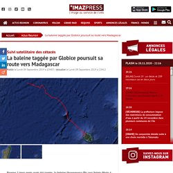 Suivi satellitaire des cétacés : La baleine taggée par Globice poursuit sa route vers Madagascar
