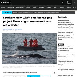 Southern right whale satellite tagging project blows migration assumptions out of water