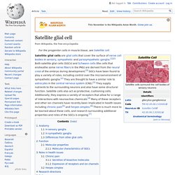 Satellite glial cell