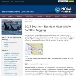 2013 Southern Resident Killer Whale Satellite Tagging - Northwest Fisheries S...