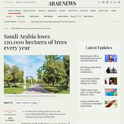 Saudi Arabia loses 120,000 hectares of trees every year
