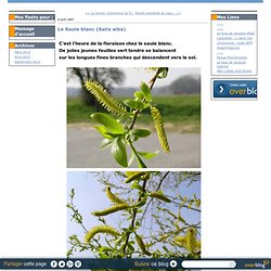 Le Saule blanc (Salix alba) - Blog de Michelc