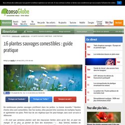 16 plantes sauvages comestibles : guide pratique
