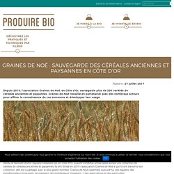 Graines de Noé, céréales anciennes et paysannes