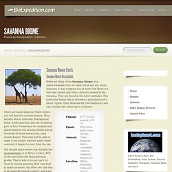 Savanna Biome