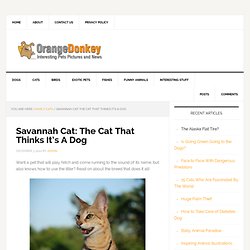 Savannah Cat: The Cat That Thinks It's A Dog