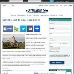 Save the Last 38 Giraffes in Congo
