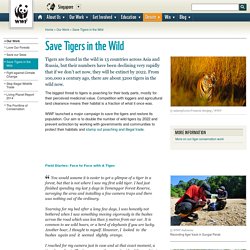 Save Tigers in the Wild