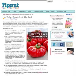 How To Save Tomato Seeds {Plus Tips