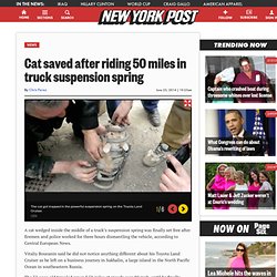 Cat saved after riding 50 miles in truck suspension spring