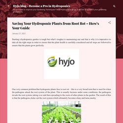 Saving Your Hydroponic Plants from Root Rot – Here’s Your Guide
