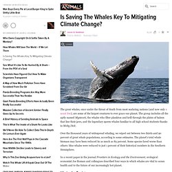 How Whales Will Save The World – If We Let Them