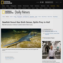 Sawfish Snout Has Sixth Sense, Splits Prey in Half