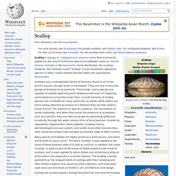 Scallop - Wikipedia