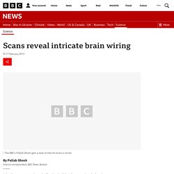 Scans reveal intricate brain wiring