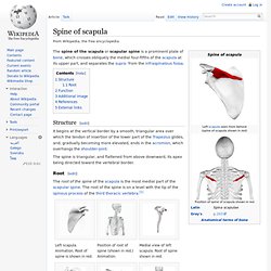 Spine of scapula