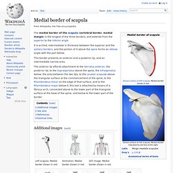 Medial border of scapula