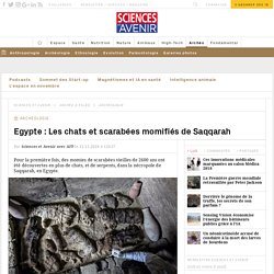 Egypte : Les chats et scarabées momifiés de Saqqarah - Sciences et Avenir