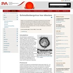 Schmallenbergvirus - SVA